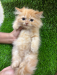 Persian Kittens for Sale – Male & Female